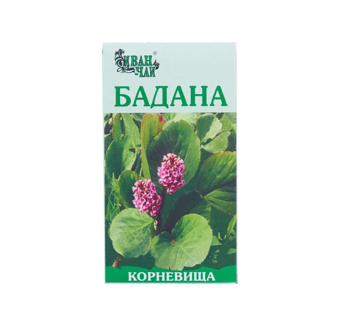 Бадану кореневища